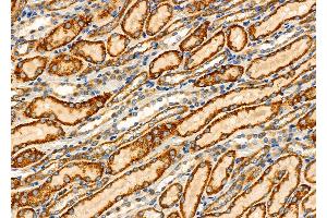 ABIN6265692 and ABIN6276452 at 1/100 staining Rat kidney tissue by IHC-P. (TPMT anticorps  (N-Term))