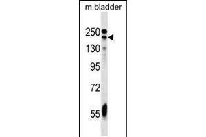 Western blot analysis in mouse bladder tissue lysates (35ug/lane). (ADCY9 anticorps  (C-Term))