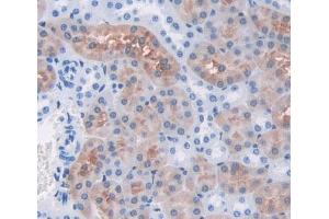 Used in DAB staining on fromalin fixed paraffin- embedded kidney tissue (FARS2 anticorps  (AA 1-451))