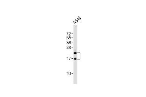 Anti-FGF2 Antibody at 1:2000 dilution + A549 whole cell lysates Lysates/proteins at 20 μg per lane. (FGF2 anticorps)