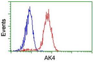 Image no. 4 for anti-Adenylate Kinase 4 (AK4) antibody (ABIN1496528) (AK4 anticorps)