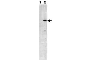 Western blot analysis of STRN3 in NIH/3T3 cell lysates (Lane1 : control antibody, Lane2 : anti- STRN3) with STRN3 monoclonal antibody, clone S68 . (STRN3 anticorps)