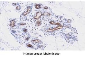 Paraffin embedded sections of human breast lobule tissue were initrocelluloseubated with anti-human PDCD12 (1:50) for 2 hours at room temperature. (AVEN anticorps  (AA 254-362))