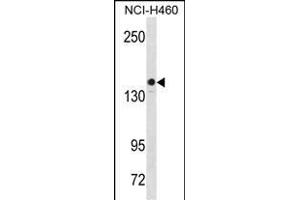 KIT Antibody  (ABIN1538599 and ABIN2850081) western blot analysis in NCI- cell line lysates (35 μg/lane). (KIT anticorps  (AA 724-753))
