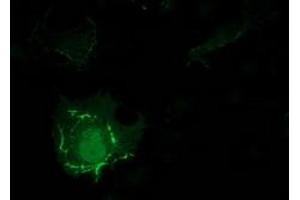 Anti-PDLIM2 mouse monoclonal antibody (ABIN2454456) immunofluorescent staining of COS7 cells transiently transfected by pCMV6-ENTRY PDLIM2 (RC210022). (PDLIM2 anticorps)