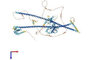 AlphaFold protein structure predicition of Mouse Recombinant Card10 Protein, UniprotID P58660