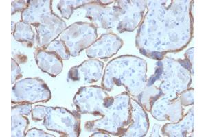 Formalin-fixed, paraffin-embedded human Placenta stained with PAPP-A Mouse Monoclonal Antibody (PAPPA/2716). (PAPPA anticorps  (AA 351-523))