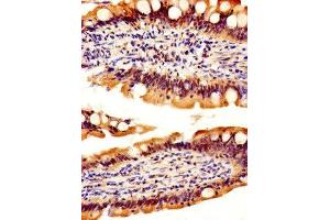 IHC image of ABIN7167554 diluted at 1:500 and staining in paraffin-embedded human small intestine tissue performed on a Leica BondTM system. (REG3A anticorps  (AA 27-175))