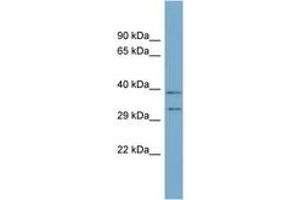 Image no. 1 for anti-Developmental Pluripotency Associated 4 (DPPA4) (N-Term) antibody (ABIN6744126) (DPPA4 anticorps  (N-Term))