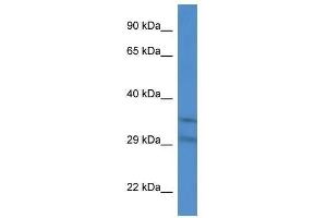 Western Blot showing Slc25a31 antibody used at a concentration of 1. (SLC25A31 anticorps  (Middle Region))