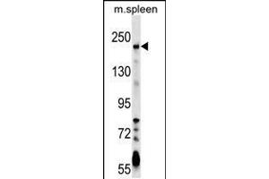 Western blot analysis in mouse spleen tissue lysates (35ug/lane). (NEO1 anticorps  (AA 657-685))