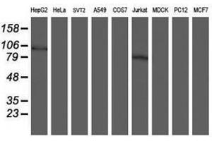Image no. 2 for anti-SKI-Like Oncogene (SKIL) (AA 307-684) antibody (ABIN1491387) (SKIL anticorps  (AA 307-684))