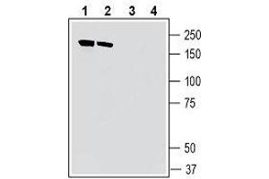 Western blot analysis of mouse brain membranes (lanes 1 and 3) and rat brain membranes (lanes 2 and 4): - 1, 2. (IQGAP1 anticorps  (Intracellular))
