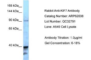 Western Blotting (WB) image for anti-Kinesin Family Member 7 (KIF7) (C-Term) antibody (ABIN2788986) (KIF7 anticorps  (C-Term))