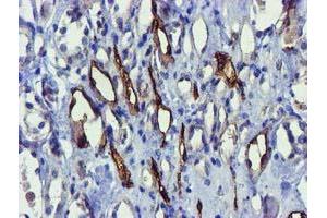 Immunohistochemical staining of paraffin-embedded Human Kidney tissue using anti-FAM84B mouse monoclonal antibody. (FAM84B anticorps)