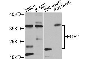 Western blot analysis of extracts of various cell lines, using FGF2 antibody (ABIN1872685) at 1:1000 dilution. (FGF2 anticorps)