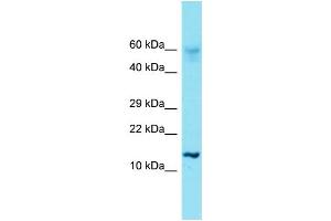 Western Blotting (WB) image for anti-Histone Cluster 1, H2ae (HIST1H2AE) (N-Term) antibody (ABIN2791579) (HIST1H2AE anticorps  (N-Term))