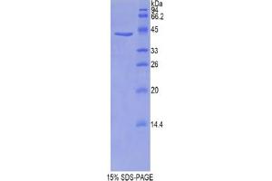 SDS-PAGE analysis of Mouse Profilin 1 Protein. (PFN1 Protéine)