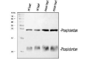 Western blot analysis of PLN using anti-PLN antibody (ABIN3043442). (Phospholamban anticorps  (N-Term))