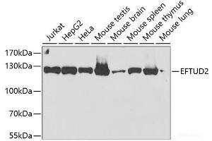 Western blot analysis of extracts of various cell lines using EFTUD2 Polyclonal Antibody at dilution of 1:2000.