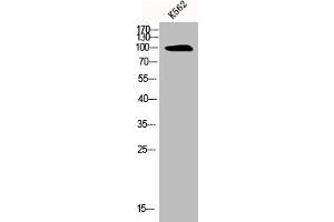 Western Blot analysis of K562 cells using BTR1 Polyclonal Antibody