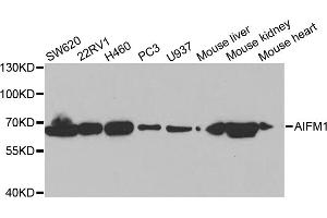 Western blot analysis of extracts of various cell lines, using AIFM1 antibody. (AIF anticorps)