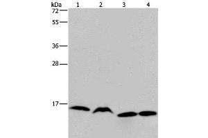 Western Blot analysis of K562, Raji, Hela and 293T cell using HIST1H2AH Polyclonal Antibody at dilution of 1:250 (HIST1H2AH anticorps)
