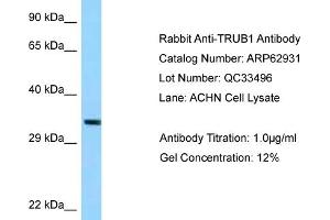 Western Blotting (WB) image for anti-TruB Pseudouridine (Psi) Synthase Homolog 1 (TRUB1) (C-Term) antibody (ABIN2789302) (TRUB1 anticorps  (C-Term))