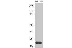 Western Blotting (WB) image for anti-Mitochondrial Ribosomal Protein L40 (MRPL40) (Internal Region) antibody (ABIN3185659)