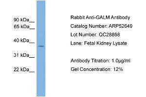 WB Suggested Anti-GALM  Antibody Titration: 0. (GALM anticorps  (Middle Region))