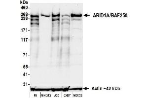 Western Blotting (WB) image for anti-AT Rich Interactive Domain 1A (SWI-Like) (ARID1A) (AA 750-800) antibody (ABIN7795677) (Recombinant ARID1A anticorps  (AA 750-800))