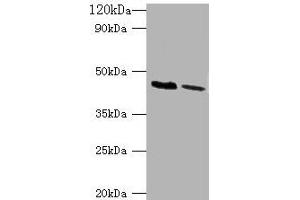 Western blot All lanes: KCNJ1 antibody at 2 μg/mL Lane 1: HepG2 whole cell lysate Lane 2: Hela whole cell lysate Secondary Goat polyclonal to rabbit IgG at 1/10000 dilution Predicted band size: 45, 43 kDa Observed band size: 45 kDa (KCNJ1 anticorps  (AA 178-391))