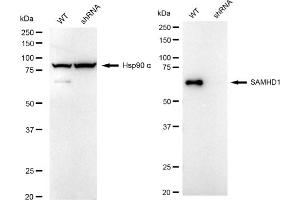 Western blotting analysis using SAMHD1 antibody (ABIN7800270). (Recombinant SAMHD1 anticorps)