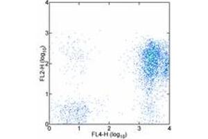 Image no. 1 for anti-CD7 (CD7) antibody (Biotin) (ABIN473581) (CD7 anticorps  (Biotin))