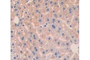Used in DAB staining on fromalin fixed paraffin- embedded Kidney tissue (BCL10 anticorps  (AA 1-233))