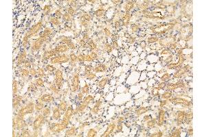 ABIN6262309 and ABIN6268941 at 1/100 staining Rat kidney tissue by IHC-P. (HNF1B anticorps  (Internal Region))