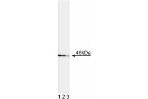 Western blot analysis of JNK1/JNK2. (JNK1/2 anticorps)
