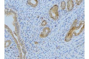 ABIN6275296 at 1/100 staining Human uterus tissue by IHC-P. (Neurexophilin 1 anticorps  (Internal Region))