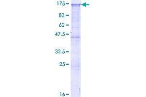 Image no. 1 for rho GTPase Activating Protein 12 (ARHGAP12) (AA 1-841) protein (GST tag) (ABIN1345496)