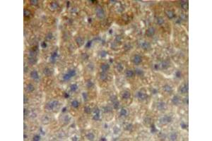 Used in DAB staining on fromalin fixed paraffin-embedded liver tissue (HSPE1 anticorps  (AA 2-102))