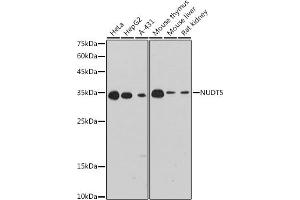 Western blot analysis of extracts of various cell lines, using NUDT5 antibody (ABIN7269071) at 1:1000 dilution. (NUDT5 anticorps)