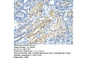 Human kidney (TFAP2C anticorps  (N-Term))