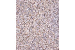 Immunohistochemical analysis of (ABIN387989 and ABIN2845007) on paraffin-embedded Human spleen tissue was performed on the Leica®BOND RXm. (IFITM3 anticorps  (N-Term))