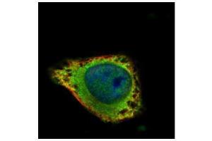 ICC/IF Image Confocal immunofluorescence analysis (Olympus FV10i) of methanol-fixed HeLa, using GRK2, antibody (Green) at 1:100 dilution.