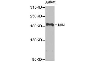 Western blot analysis of extracts of Jurkat cells, using NIN antibody. (Ninein anticorps)