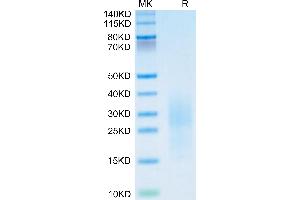 Mouse PSCA on Tris-Bis PAGE under reduced condition.