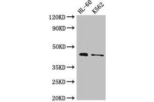 Western Blot Positive WB detected in: HL60 whole cell lysate, K562 whole cell lysate All lanes: MTERF1 antibody at 2. (MTERF anticorps  (AA 63-232))
