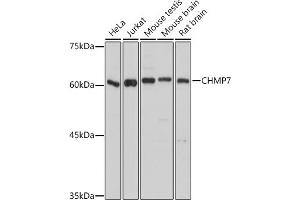Western blot analysis of extracts of various cell lines, using CHMP7 antibody (ABIN7266338) at 1:1000 dilution. (CHMP7 anticorps  (AA 204-453))