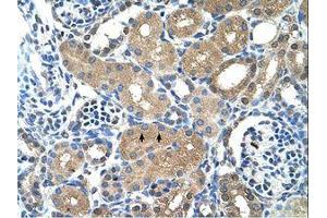 Image no. 1 for anti-Phosphatidic Acid Phosphatase Type 2A (PPAP2A) (AA 31-80) antibody (ABIN203431)