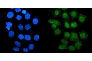 IF analysis of GRX2/GLRX2 using anti-GRX2/GLRX2 antibody (ABIN7599022). (Glutaredoxin 2 anticorps  (AA 1-164))